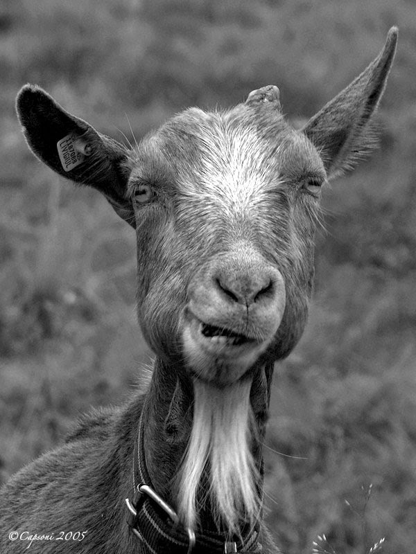 Funny goat, Monte Generoso, ©2005 Capsoni