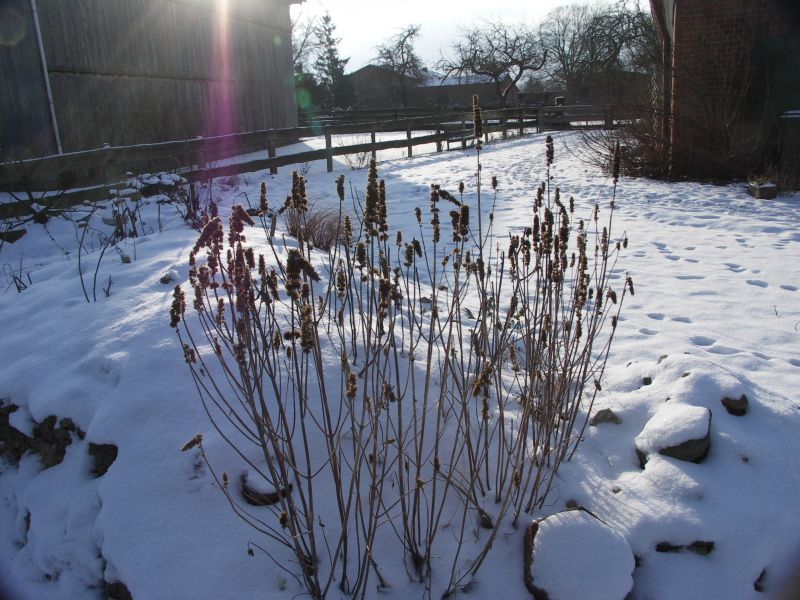 Frau Am Werk Gartentagebuch April Uberschaumende Pflanzenlust
