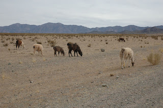 i lama che pascolano sulla puna jujeña llamas grazing on the puna jujeña