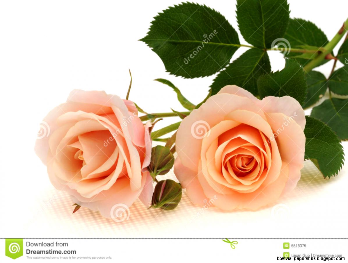 Peach Rose Stock Photos Images amp Pictures – 1408 Images Peach Rose Stock Photos Images amp Pictures – 1408 Images
