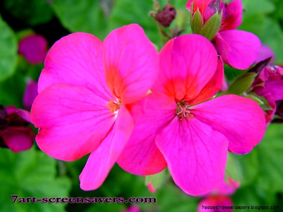 7art Flowers screensaver Amazing Flowers in beautiful screensaver 7art Flowers screensaver Amazing Flowers in beautiful screensaver