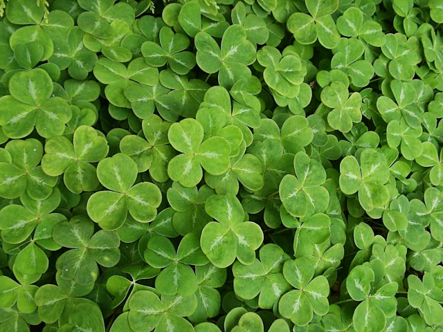 Shamrock Jpg Images