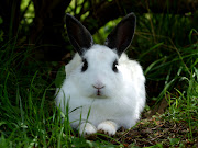 semalam ada cite rabbit lahir tanpa telinga yang comel tu hairankan dh lah . bunny rabbit