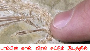 பாம்புகள் கால்களை இழந்தது எப்படி? தெரிந்து கொள்வோம் - Page 2 Fingerindicatelegofsnake
