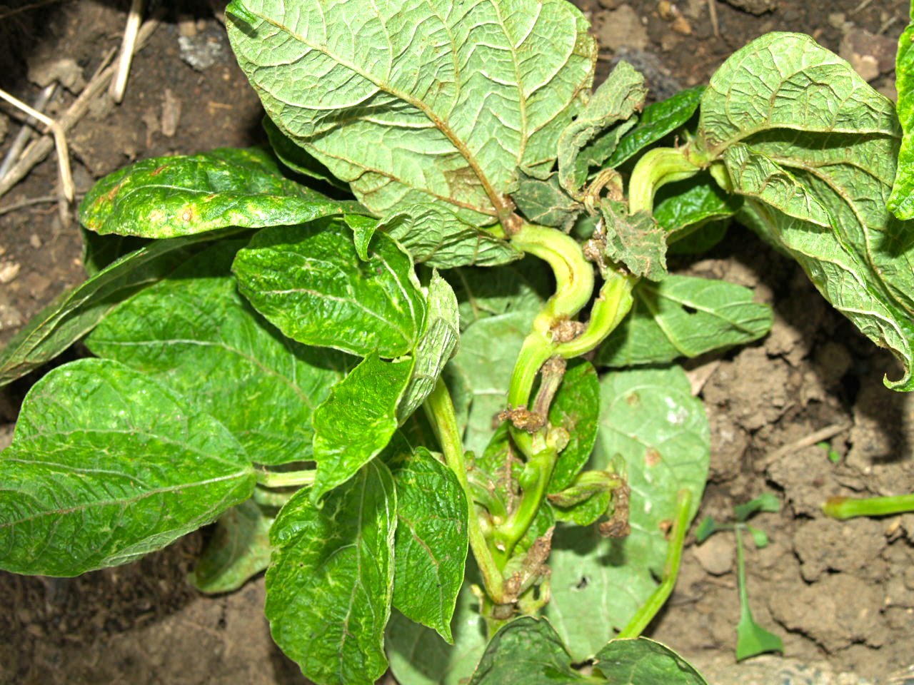 Florez Nursery Plant pathologyClover stunt virus on beans