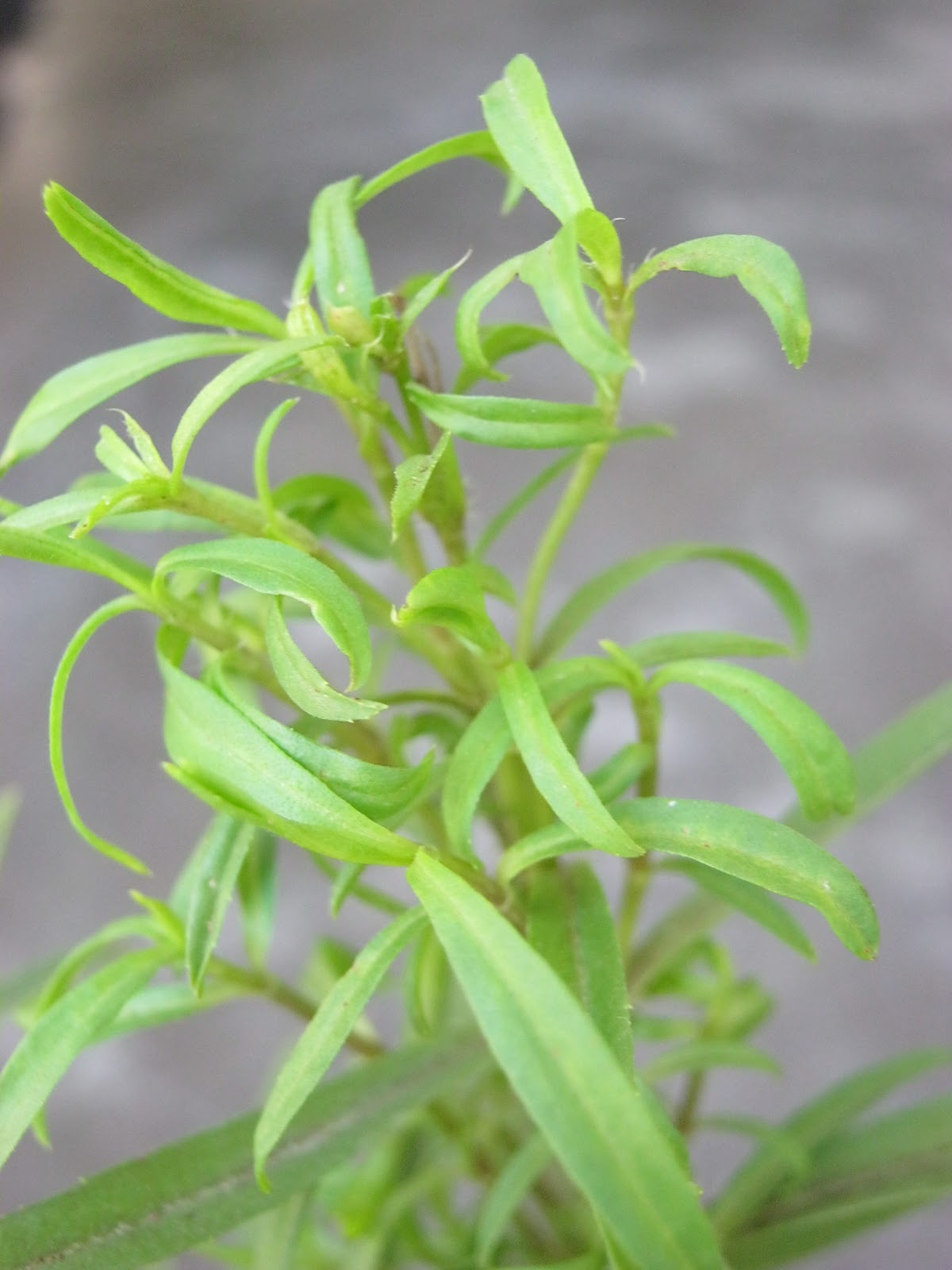 DIY Love Tarragon Tea Calm in a Cup