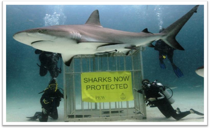 The Best Shark Dive in the World! Great Job by Jill!