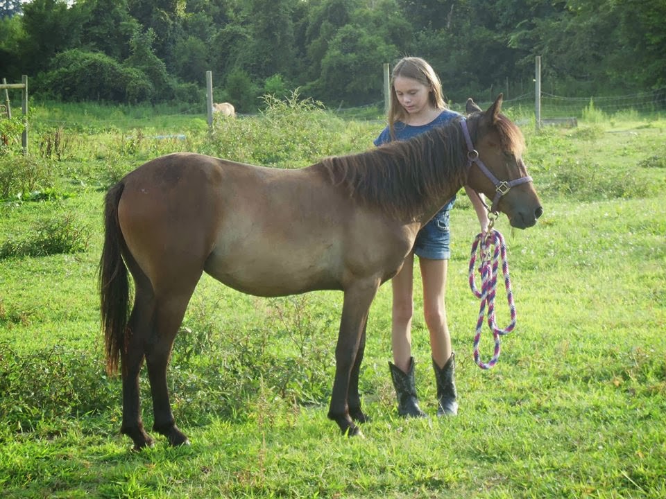 Mill Swamp Indian Horse Views Hill Work With a Yearling