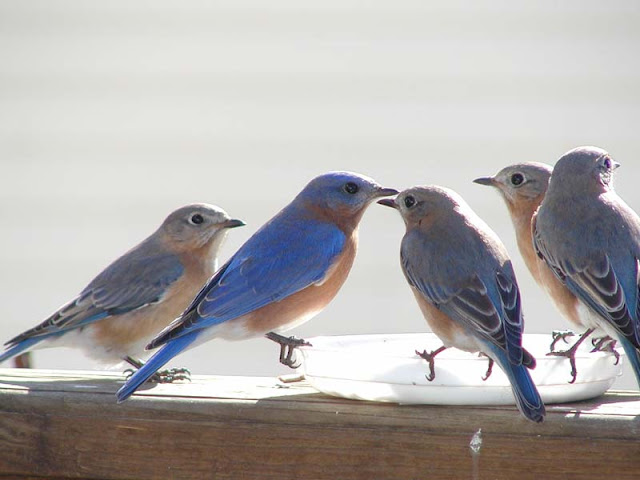 அழகிய பறவைகள் (Beautiful-Blue-Bird-Wallpaper) Beautiful-blue-bird-wallpaper+1+%25285%2529