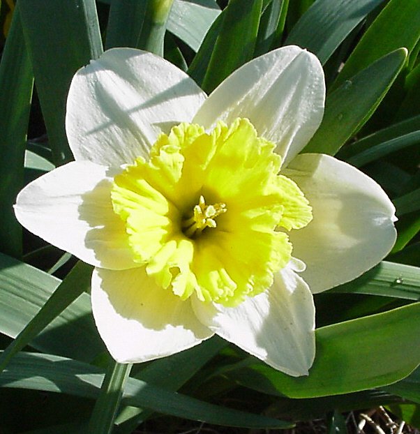 Beautiful Jonquil Flower