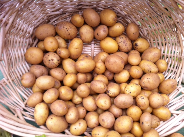 German Butterball Potatoes