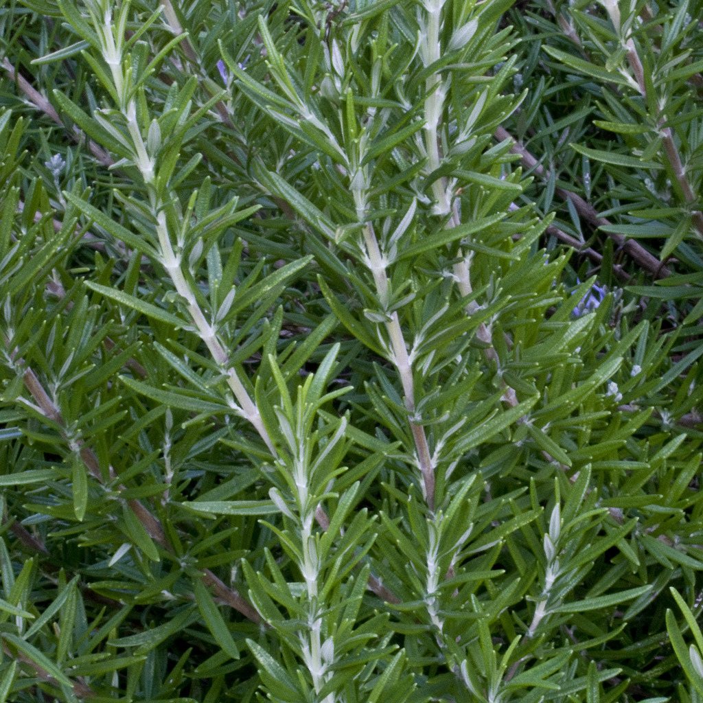 Semblance of Spanish America HERBAL MEDICINE IN THE SPANISH SPEAKING