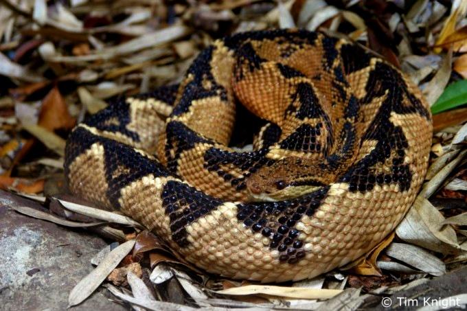 Pit Snake