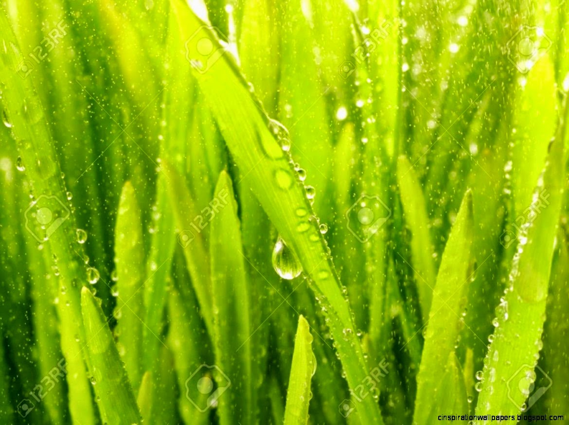 Close up Shot Of Green Grass With Rain Drops On It Stock Photo Close up Shot Of Green Grass With Rain Drops On It Stock Photo