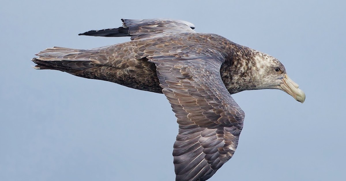 Birds of the World: Southern giant-petrel