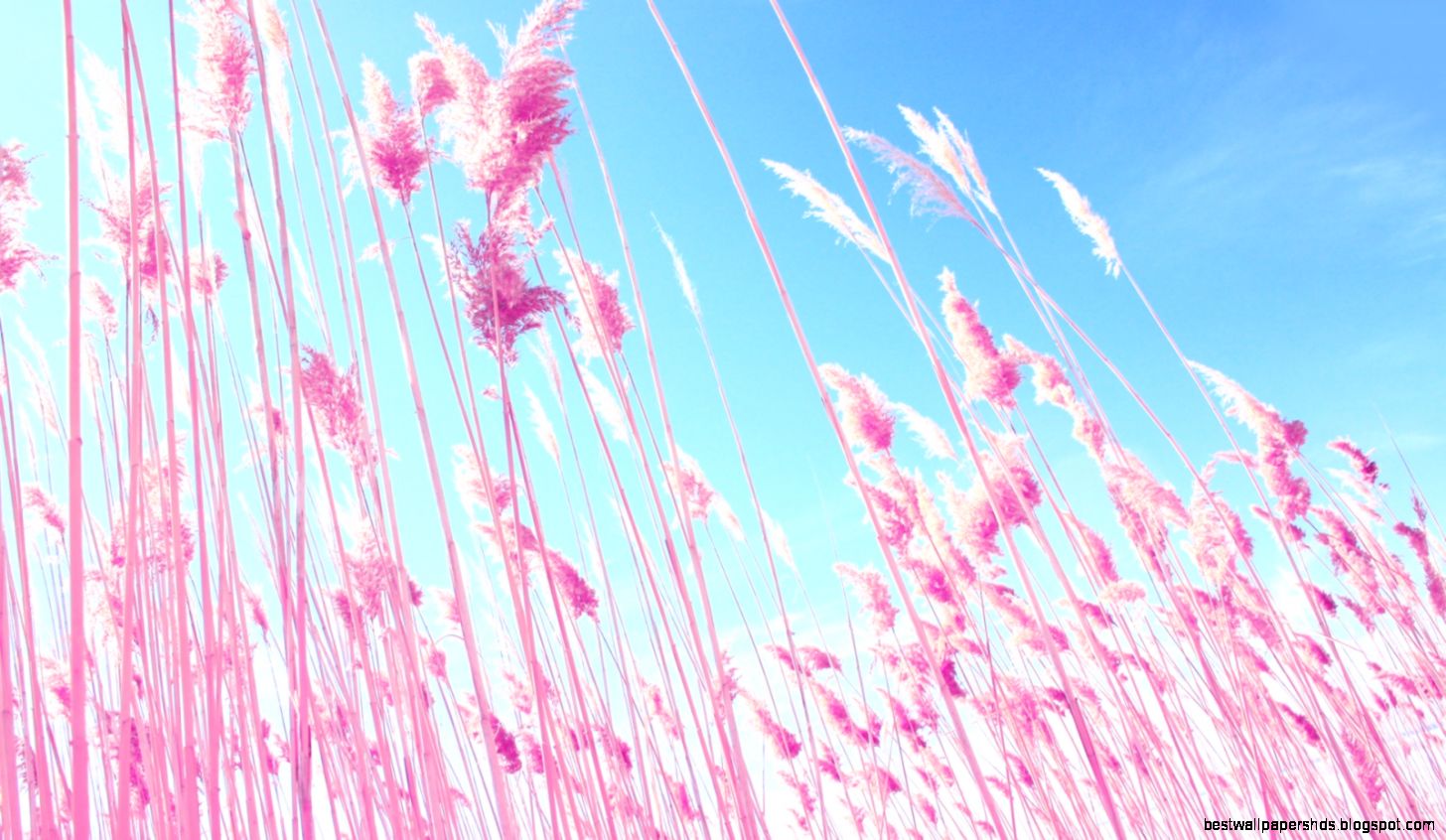 Vs Pink Desktop Wallpaper Vs Pink Desktop Wallpaper