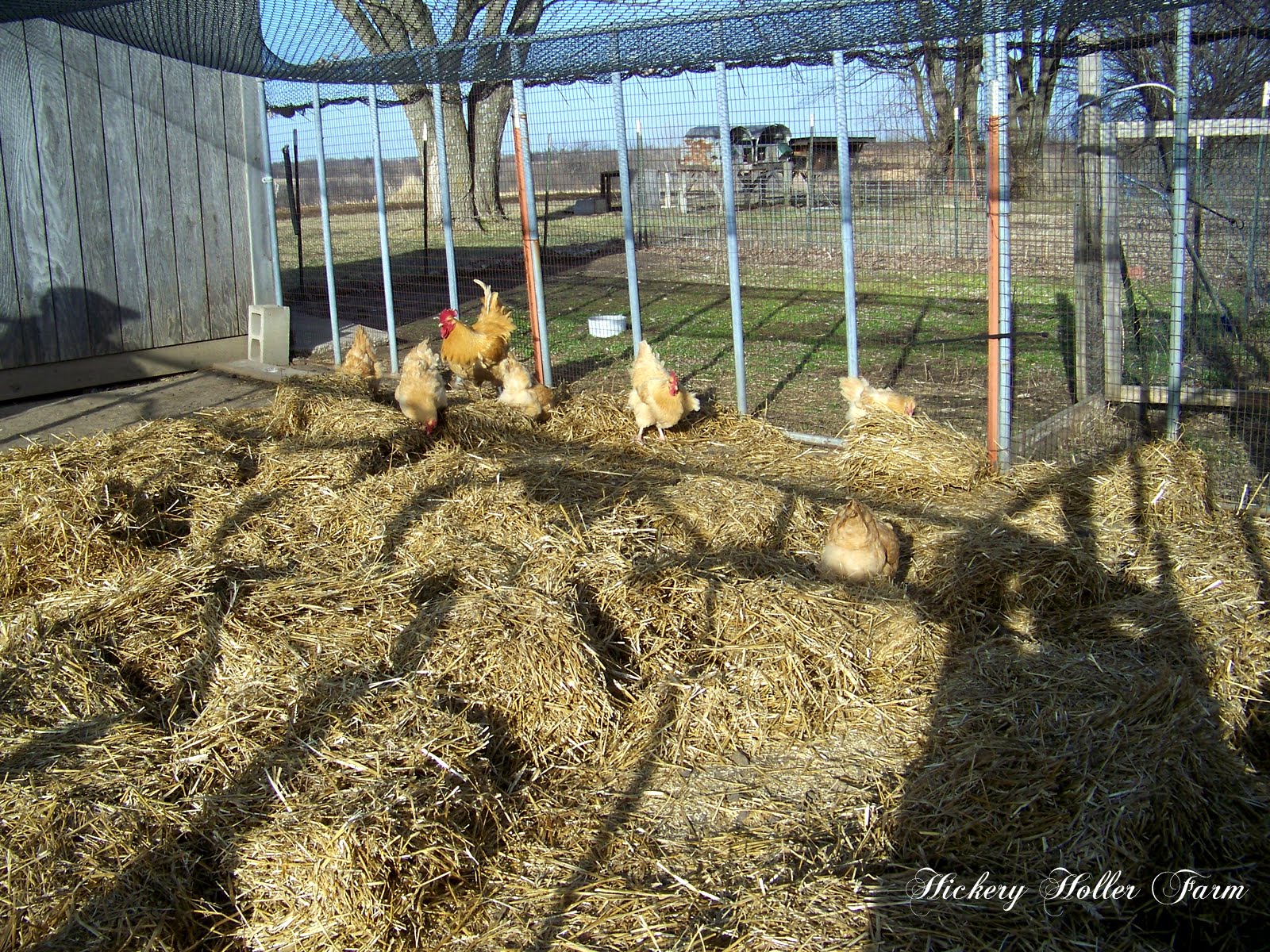 Hickery Holler Farm Preparing Straw Mulch