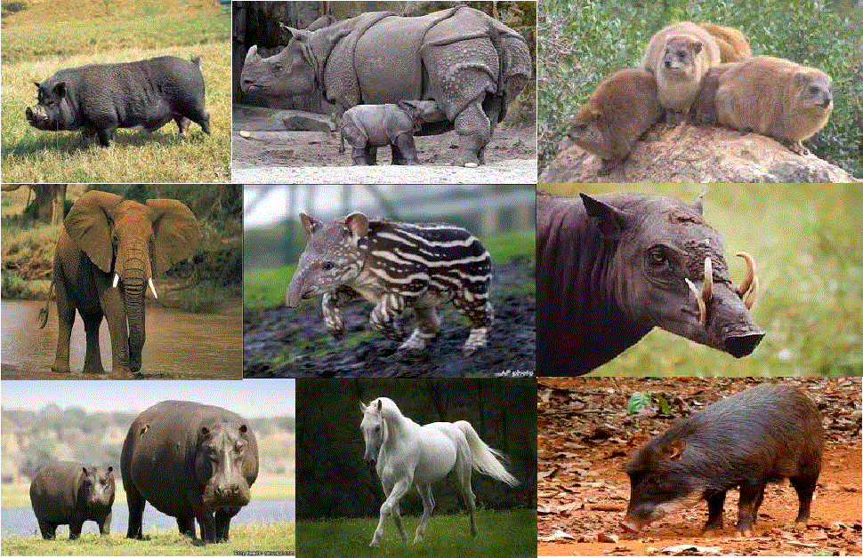 Opiniones de Pachydermata