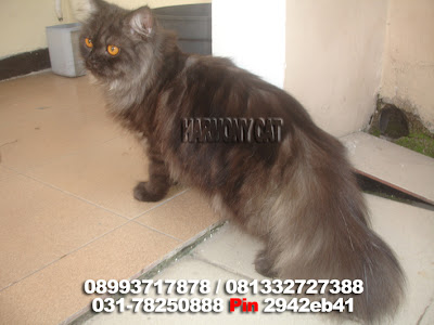Hamster Dan Kucing Persia Murah Surabaya: DI JUAL KUCING JANTAN DEWASA