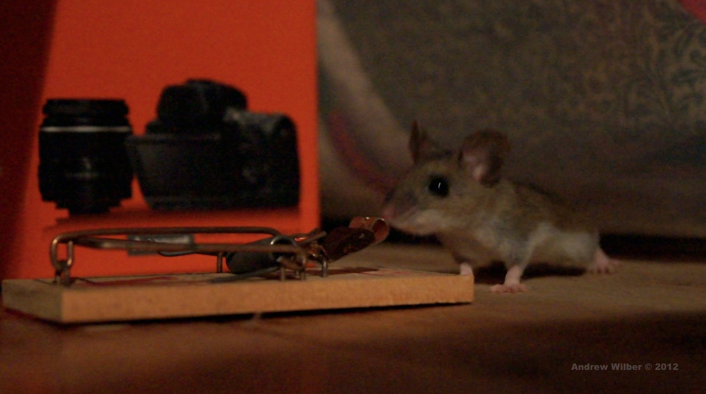 Andrewwilber Com The Demon Mouse In My Bedroom