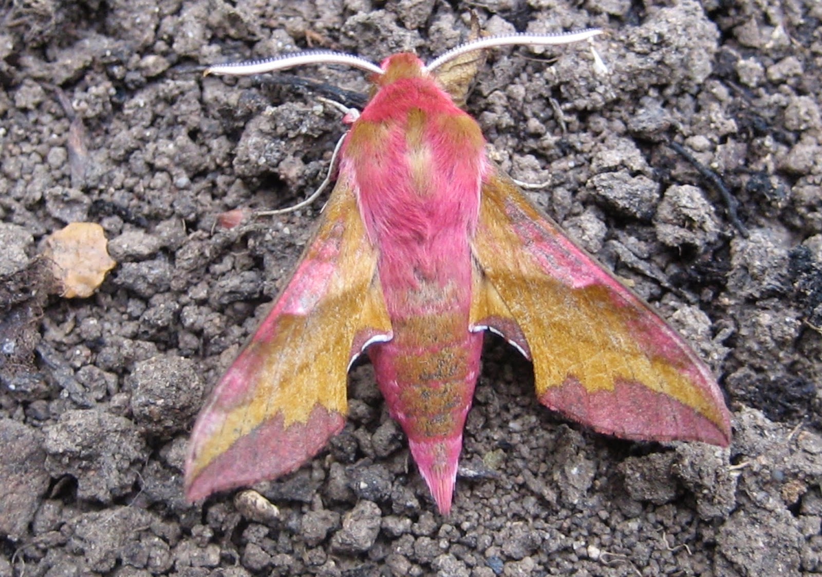Pictures Of Moths With Names