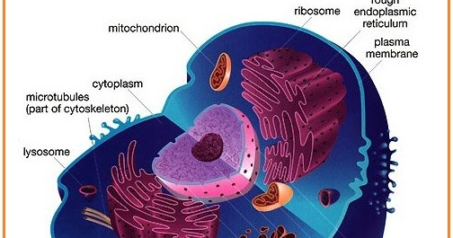 Organel yang berupa saluran halus dalam sitoplasma yang dibatasi sistem membran dan erat kaitannya dengan sistem angkutan pada sintesis protein yaitu
