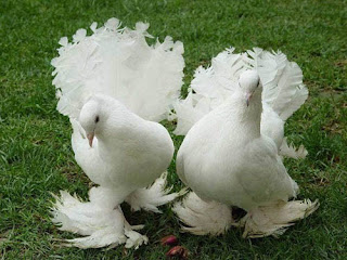 gambar burung merpati
