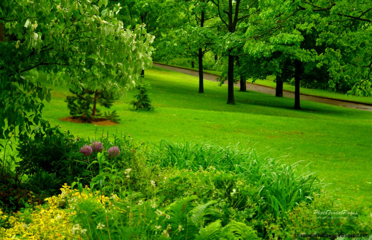 Spring Rain Spring Rain