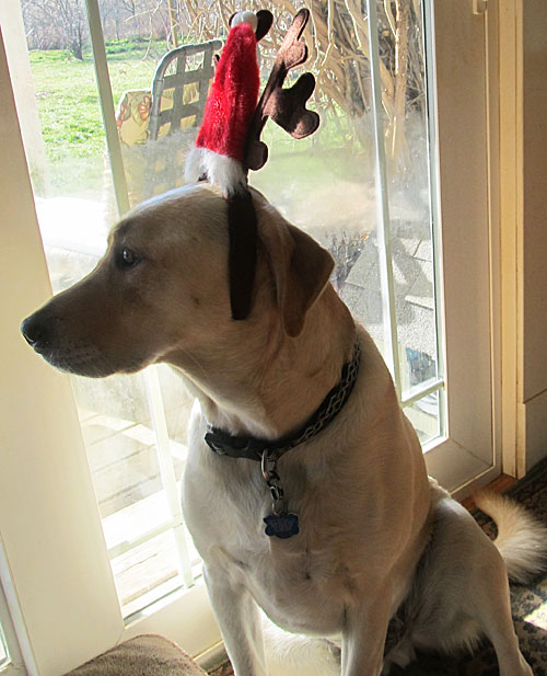 Talking Dogs at For Love of a Dog: Talking Dogs Christmas ... Talking Dogs at For Love of a Dog: Talking Dogs Christmas ...