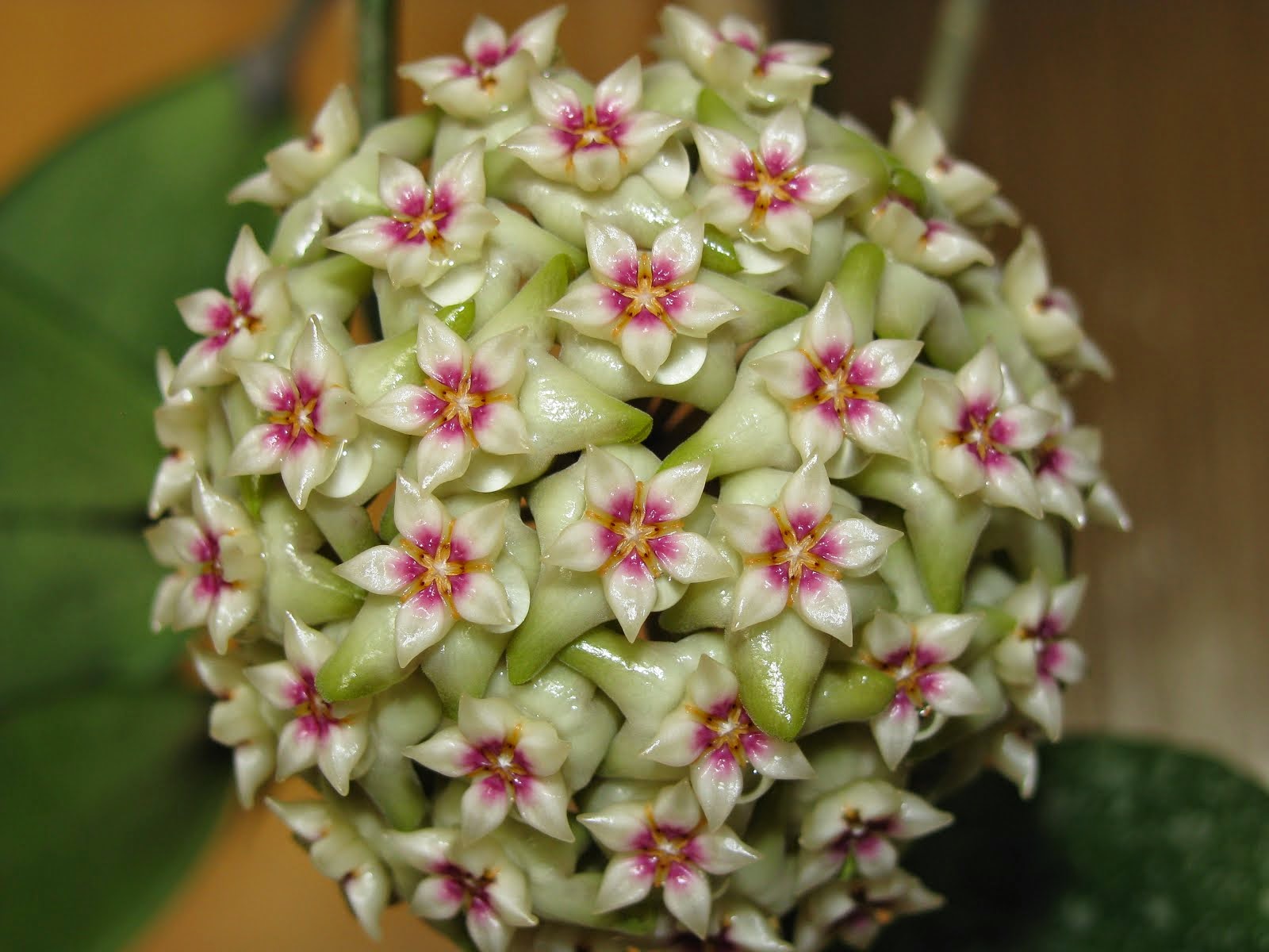 hoya wibergiae IML1618