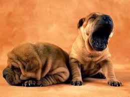 Animales tiernos 2015 - 2016 Animales tiernos 2015 - 2016