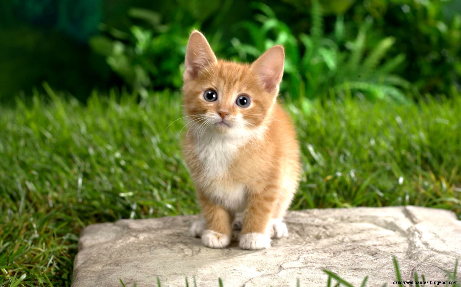 Baby cats pics cute Baby cats pics cute