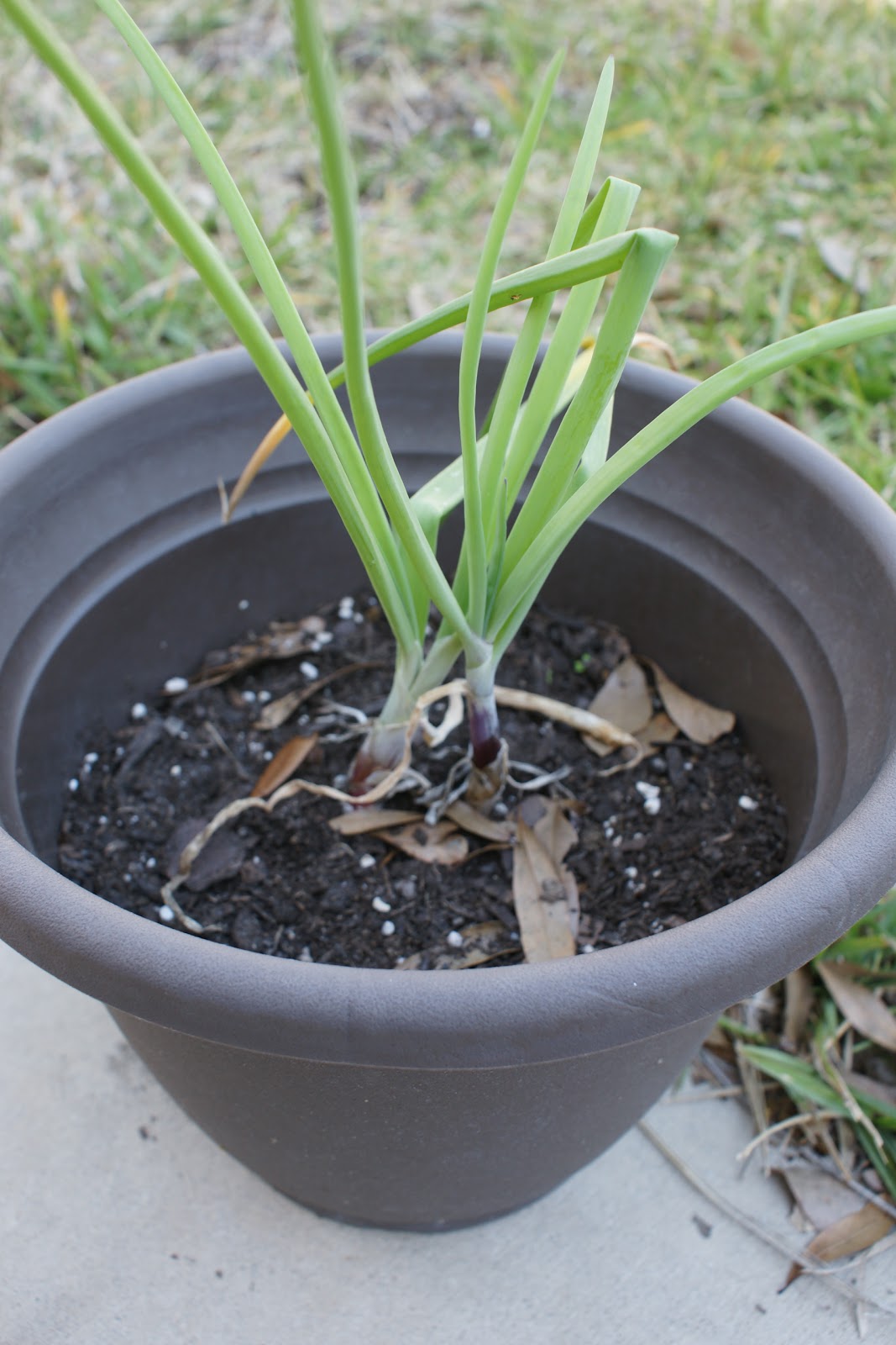 Backyard Urban Gardening Grow Your Own Food Growing Onions in Containers