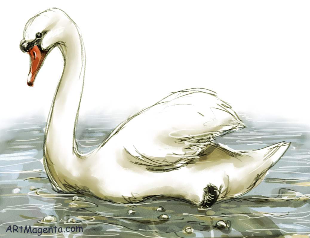Birds: Swans