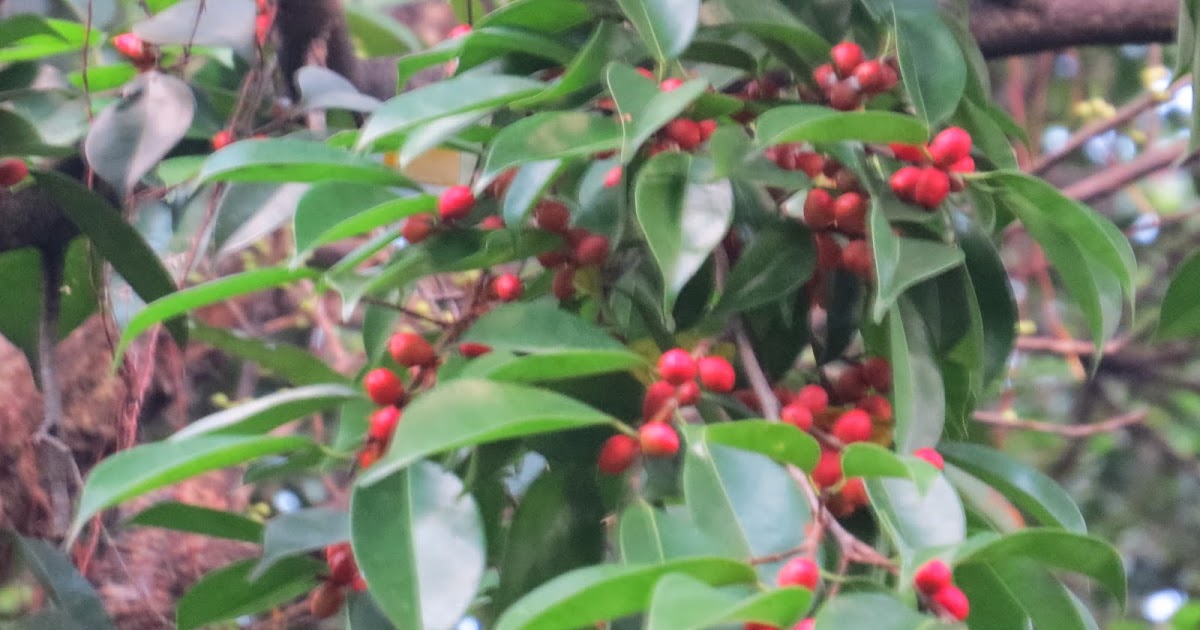 Photography with Dr. Ernie. Ficus red berries