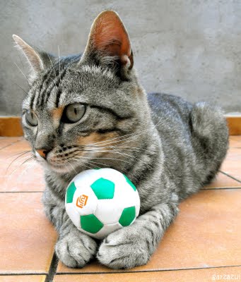 el futbol invento ingles?? mmm... Gato+futbol