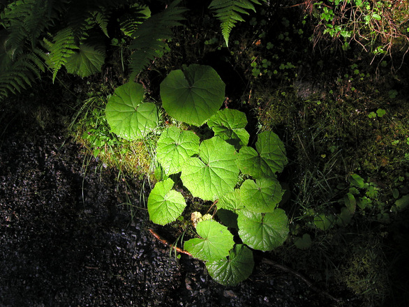 中央研究院植物暨微生物學研究所謝明勳副研究員研究團隊,成功發現植物合成維生素B1過程中扮演重要角色的酵素。 中央研究院植物暨微生物學研究所謝明勳副研究員研究團隊,成功發現植物合成維生素B1過程中扮演重要角色的酵素。