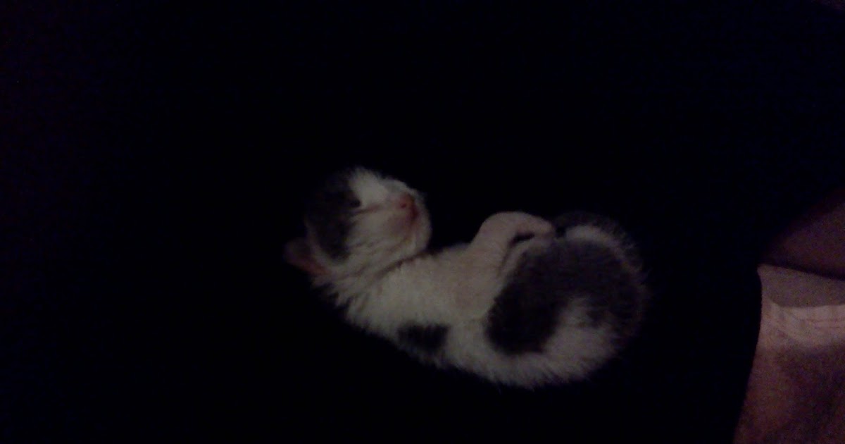 HAYAT TATLARI ANNESİZ YAVRU KEDİ BAKIMI