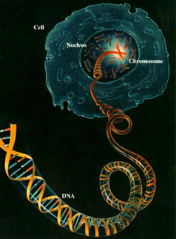 Unseen Rare Collection: DNA Chromosomes,Computing,Genetic ... football helmet diagram 