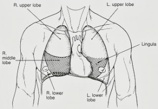 Absorb Medicine: Lingula of the Left Lung