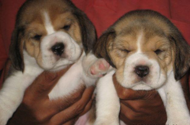 Beagle Puppy Beagle Dogs For Sale