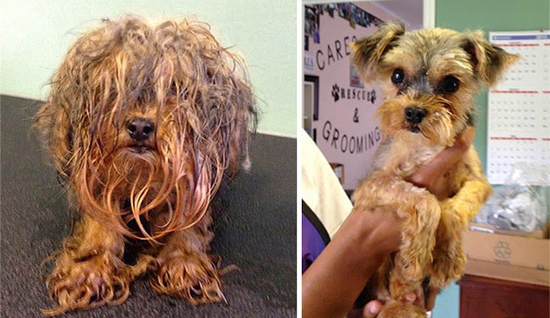 Boo - 16 Before-and-After Photos Of Rescued Dogs Boo - 16 Before-and-After Photos Of Rescued Dogs