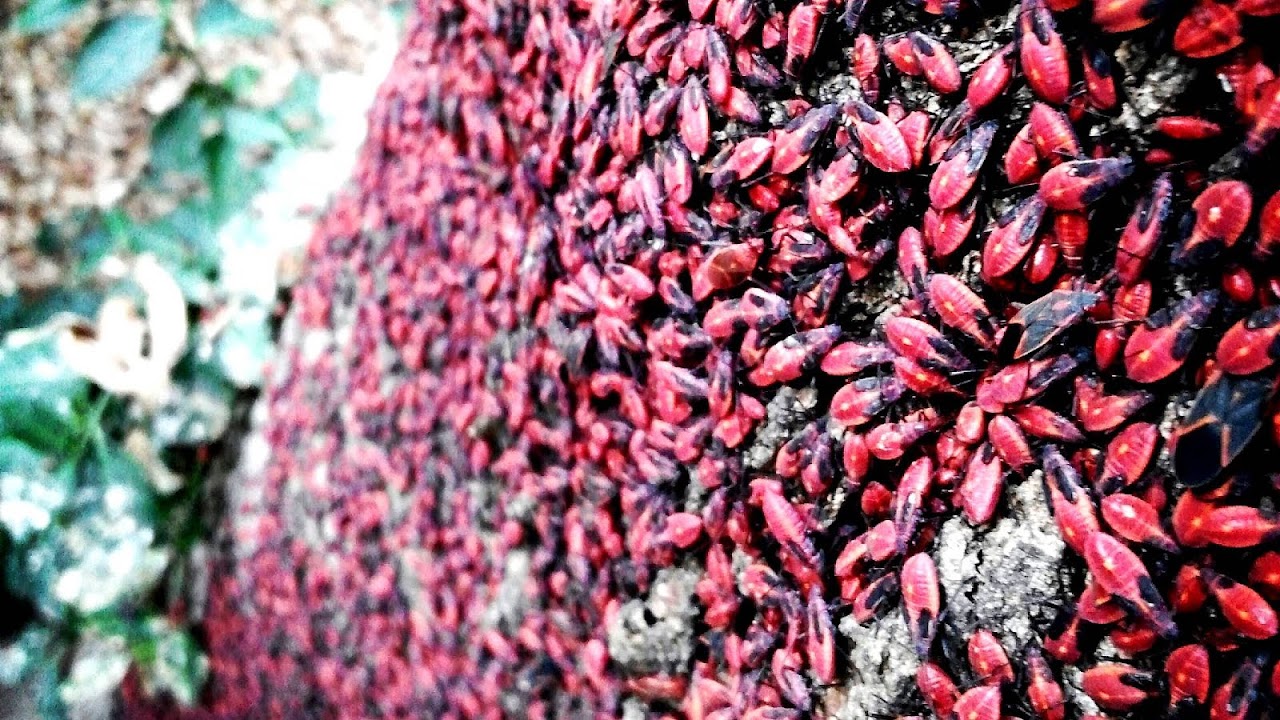 Box Elder Bug Infestation Box Choices