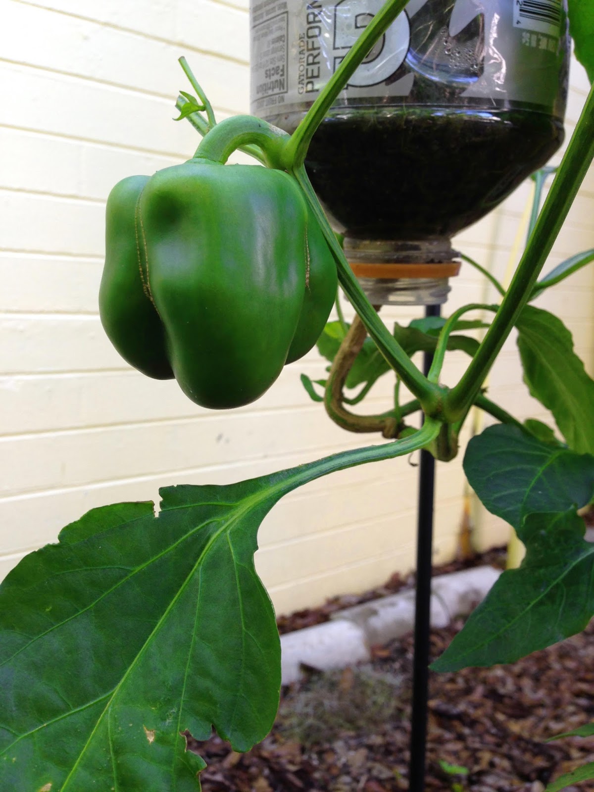 Orlando Summer Garden Scorpyorising