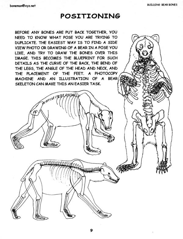 Little Australia "A Guide to Preparing and Assembling a Bear Skeleton"