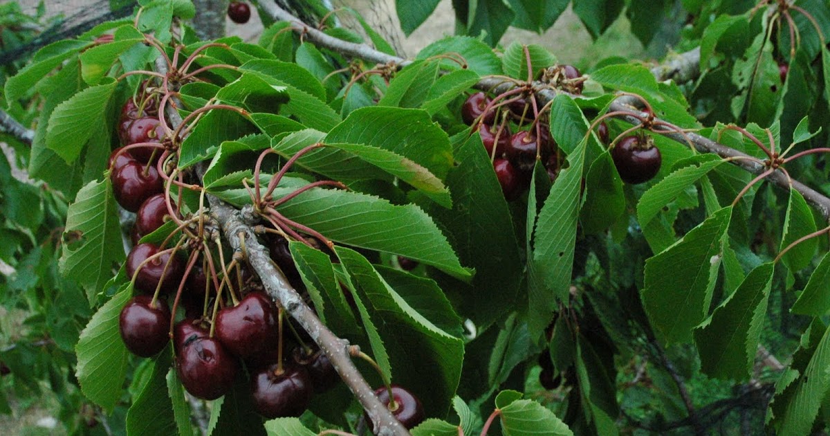 And another thing Cherry picking clichés