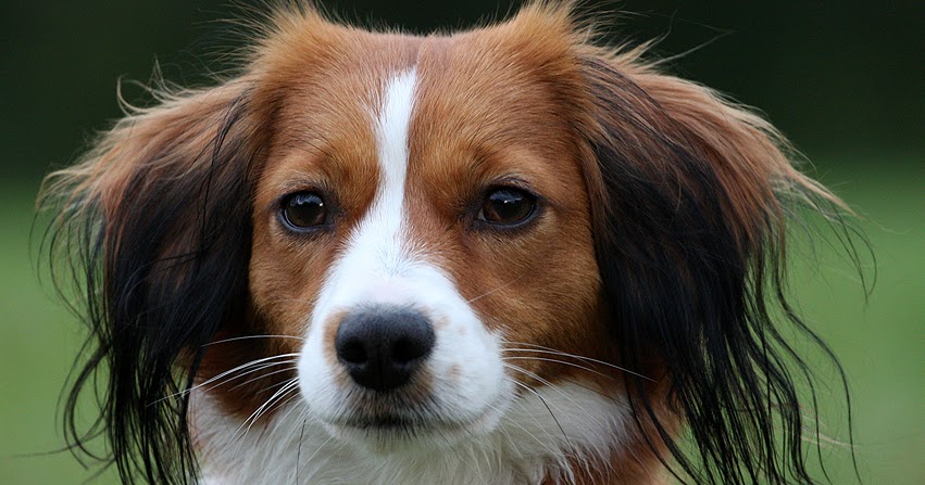 of Young Diamonds Therapiehundeausbildung