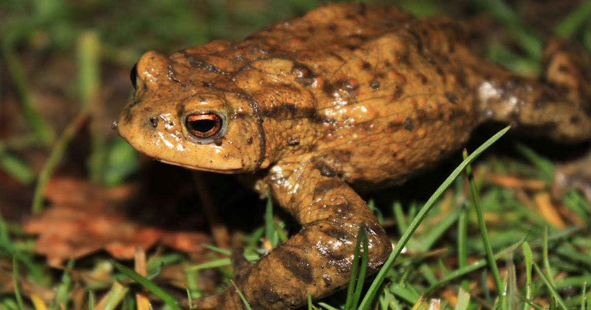 The Ginger Naturalist Toad Patrol