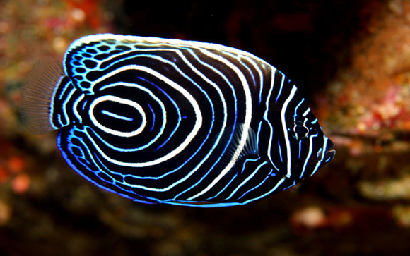 Top 10 Most Colorful and Beautiful Fish In The World