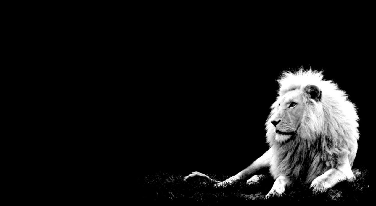 Roaring white lion pictures high resolution Roaring white lion pictures high resolution